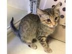Adopt Mousie a Tabby