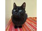 Adopt Scampi a Domestic Short Hair