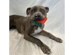Adopt Birdy a Pit Bull Terrier, Catahoula Leopard Dog