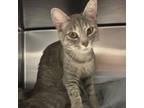 Adopt Dolce a Domestic Short Hair