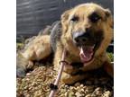 Adopt Dakota a German Shepherd Dog