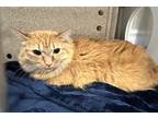 Adopt Sunny - Barn Cat a Domestic Medium Hair