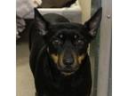 Adopt Lola a Manchester Terrier, Mixed Breed