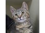 Adopt Aimee (bonded with Abel) a Domestic Short Hair