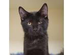 Adopt Abel (bonded with Aimee) a Domestic Short Hair