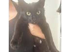 Adopt Leanne +4 (rescue only) a Domestic Short Hair
