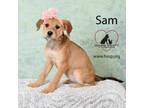 Adopt Sam a Terrier