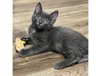 Adopt Cocoa - Claremont Location a Russian Blue, Domestic Short Hair