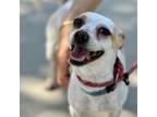 Adopt Penny- Chino Hills Location a Terrier