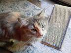 Adopt Sophie Jane a Domestic Long Hair