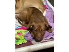 Adopt Kate a Pit Bull Terrier, Terrier