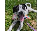 Adopt Butterfly a Mixed Breed