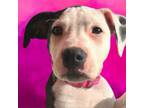 Adopt Blanche a Mixed Breed