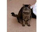 Adopt GIGI - Offered by Owner - Shy but Sweet a Tabby