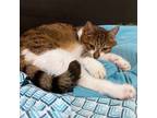 Adopt KITTY - Offered by Owner - Pretty Senior a Domestic Short Hair, Torbie
