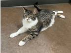 Adopt PEPPER - Offered by Owner - Gentle FIV+ Female a American Shorthair, Tabby