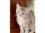Adopt Cora a Domestic Short Hair, Dilute Calico