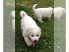 Great Pyrenees PUPPY FOR SALE ADN-792763 - Full blooded great Pyrenees puppies
