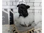 Yorkshire Terrier PUPPY FOR SALE ADN-792906 - YORKIE TERRIOR