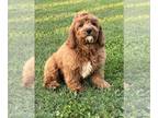 Cavapoo PUPPY FOR SALE ADN-792909 - Cuddly and crate trained