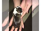 Boston Terrier PUPPY FOR SALE ADN-792913 - Boston Terrier