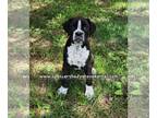 Boxer PUPPY FOR SALE ADN-792917 - AKC registered female Boxer puppies