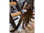 Adopt Spring a Domestic Short Hair, Abyssinian