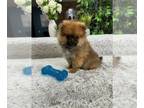 Pomeranian PUPPY FOR SALE ADN-792932 - Pomeranian Puppy