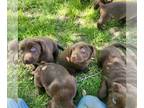 Labrador Retriever PUPPY FOR SALE ADN-792950 - Chocolate Lab Puppies