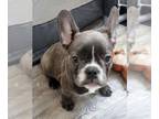 French Bulldog PUPPY FOR SALE ADN-792969 - Fenchie SuperStar BLUE Girl