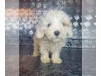 Poodle (Toy) PUPPY FOR SALE ADN-792979 - AKC toy poodle puppies