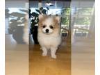 Pomeranian PUPPY FOR SALE ADN-792983 - Pomeranian Puppies