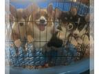 Pembroke Welsh Corgi PUPPY FOR SALE ADN-792987 - Corgi Pups