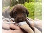 Labrador Retriever PUPPY FOR SALE ADN-792994 - AKC Labrador puppies