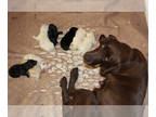 Labrador Retriever PUPPY FOR SALE ADN-793029 - Meadows Puppies