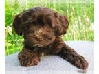 Havanese PUPPY FOR SALE ADN-793031 - AKC Champion Lines Male 1