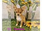 Chihuahua PUPPY FOR SALE ADN-793039 - Theodore CKC