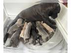 Cane Corso PUPPY FOR SALE ADN-793040 - cane corso puppies