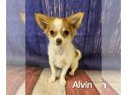 Chihuahua PUPPY FOR SALE ADN-793043 - Alvin CKC
