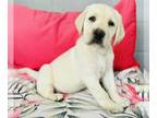 Labrador Retriever PUPPY FOR SALE ADN-793046 - English labradors
