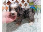 Chiweenie-Poodle (Toy) Mix PUPPY FOR SALE ADN-793055 - Ian Silver Dapple
