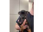 Adopt Winnie the Pooch a Mixed Breed