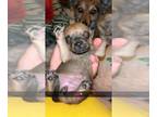 Chorkie PUPPY FOR SALE ADN-793065 - Chorkie puppy for sale