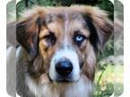 German Shepherd Dog-Great Pyrenees Mix PUPPY FOR SALE ADN-793071 - Shepherds X
