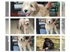 Goldendoodle PUPPY FOR SALE ADN-793094 - 2 available medium size goldendoddles
