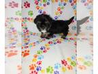 Shorkie Tzu PUPPY FOR SALE ADN-793098 - Girls Shorkie puppies