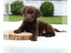 Labrador Retriever PUPPY FOR SALE ADN-793126 - AKC Labrador Retriever