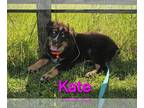Australian Shepherd PUPPY FOR SALE ADN-793132 - Kate AKC