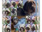 Wirehaired Pointing Griffon PUPPY FOR SALE ADN-793134 - Wirehaired Pointing