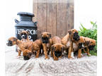 Boxer PUPPY FOR SALE ADN-793138 - AKC Boxer puppies for sale Elkhart IN
